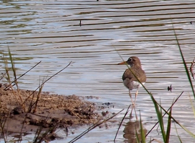 [Small bird with yellow beak and brown upper parts and a white underside with brown spots walking in the shallow water.]